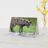 Het zwarte Wenskaart van de Wolf Kaart (Gele Bloem)
