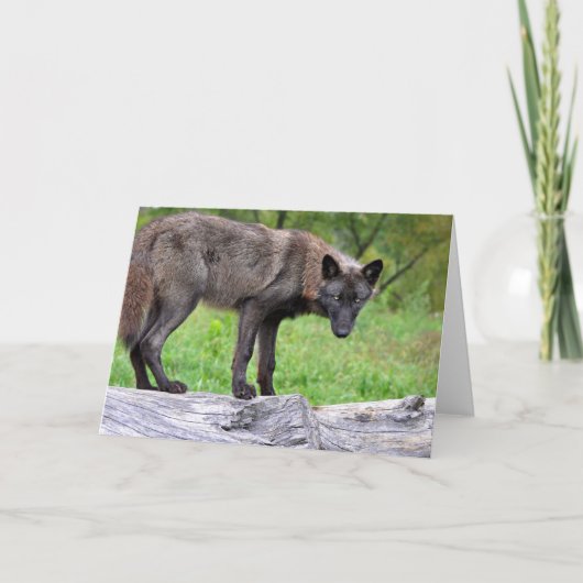 Het zwarte Wenskaart van de Wolf Kaart (Voorkant)