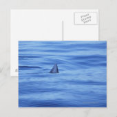 Het zwemmen van haaien in oceaanwater briefkaart (Voorkant / Achterkant)
