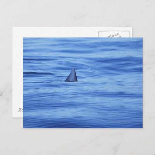 Het zwemmen van haaien in oceaanwater briefkaart (Voorkant / Achterkant)