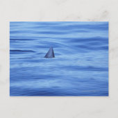 Het zwemmen van haaien in oceaanwater briefkaart (Voorkant)