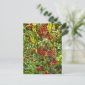 Hete pepers voor Hot Chili! Briefkaart (Staand voorkant)