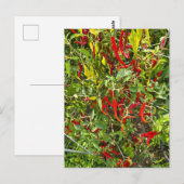 Hete pepers voor Hot Chili! Briefkaart (Voorkant / Achterkant)