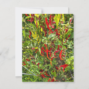 Hete pepers voor Hot Chili! Briefkaart