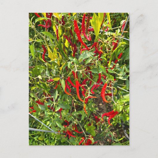 Hete pepers voor Hot Chili! Briefkaart (Voorkant)