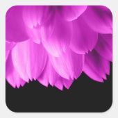 Hete roze bloemblaadjes op zwart vierkante sticker (Voorkant)