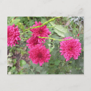 hete roze bloemen briefkaart