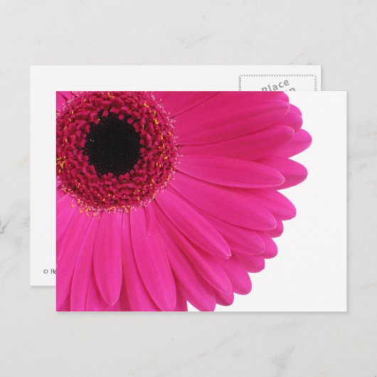 Hete Roze Gerbera Briefkaart (Voorkant / Achterkant)