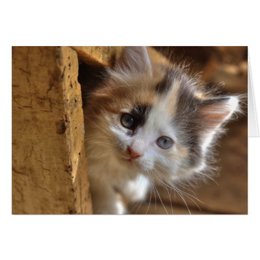 Heterochromia Calico Kitten (Voorkant Horizontaal)