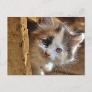 Heterochromia Calico Kitten Briefkaart