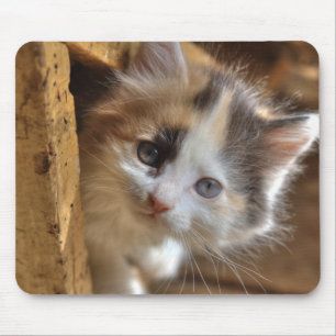 Heterochromia Calico Kitten Muismat