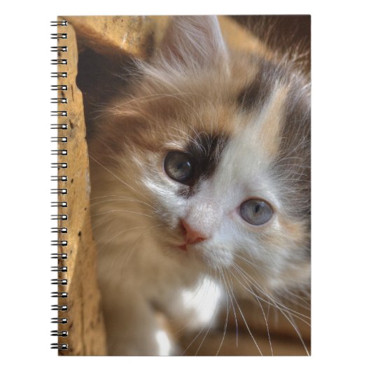 Heterochromia Calico Kitten Notitieboek (Voorkant)