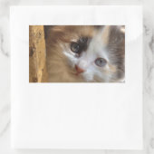 Heterochromia Calico Kitten Rechthoekige Sticker (Tas)