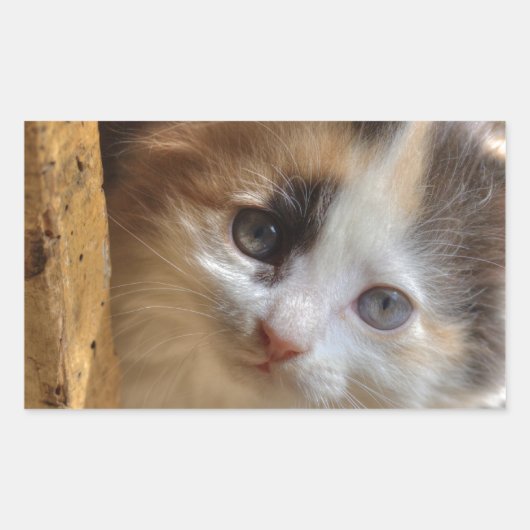 Heterochromia Calico Kitten Rechthoekige Sticker (Voorkant)