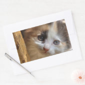 Heterochromia Calico Kitten Rechthoekige Sticker (Envelop)
