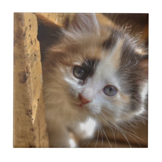 Heterochromia Calico Kitten Tegeltje (Voorkant)