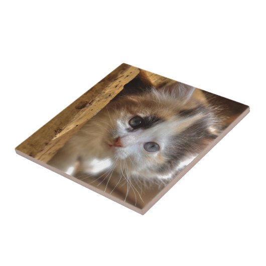 Heterochromia Calico Kitten Tegeltje (Zijkant)