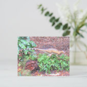 Heterodontosaurus - Dinosaur - Leerkaart Briefkaart (Staand voorkant)