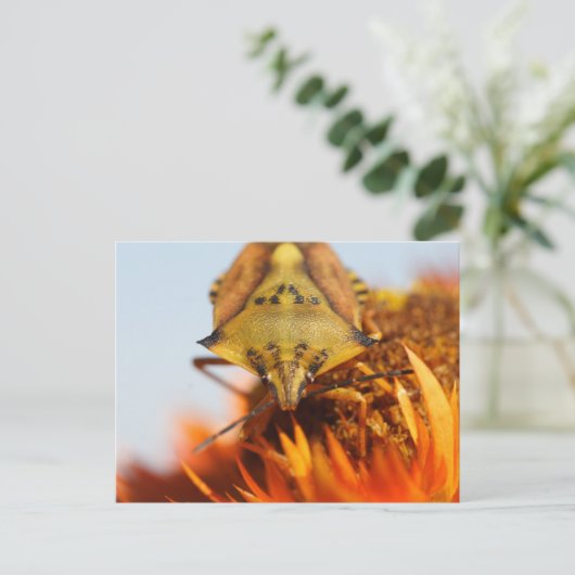 Heteroptera Briefkaart (Staand voorkant)