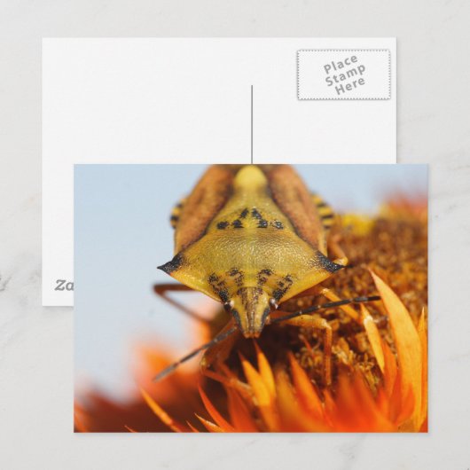 Heteroptera Briefkaart (Voorkant / Achterkant)