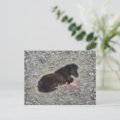 hety Shetland Pony Mini Horse Animal Pets Briefkaart (Staand voorkant)