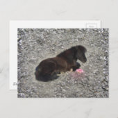 hety Shetland Pony Mini Horse Animal Pets Briefkaart (Voorkant / Achterkant)