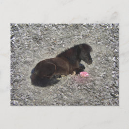 hety Shetland Pony Mini Horse Animal Pets Briefkaart