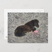 hety Shetland Pony Mini Horse Animal Pets Briefkaart (Voorkant / Achterkant)
