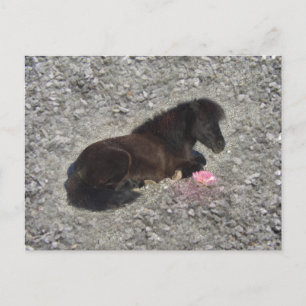 hety Shetland Pony Mini Horse Animal Pets Briefkaart