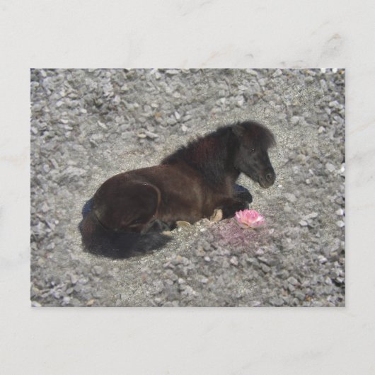 hety Shetland Pony Mini Horse Animal Pets Briefkaart (Voorkant)