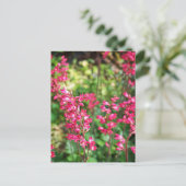 Heuchera in roze briefkaart (Staand voorkant)