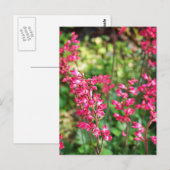 Heuchera in roze briefkaart (Voorkant / Achterkant)