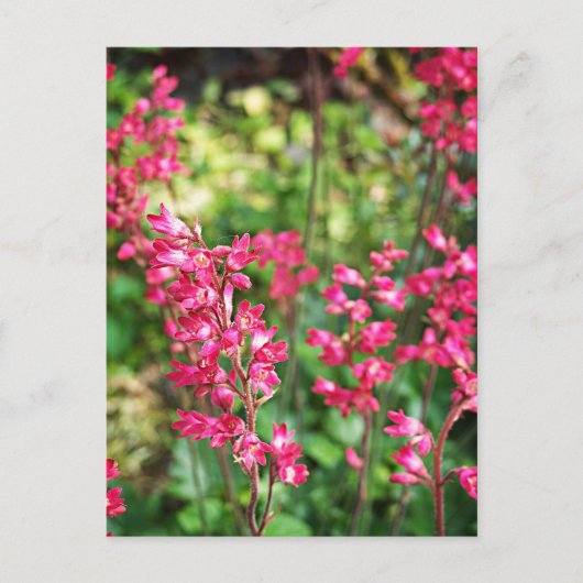 Heuchera in roze briefkaart (Voorkant)