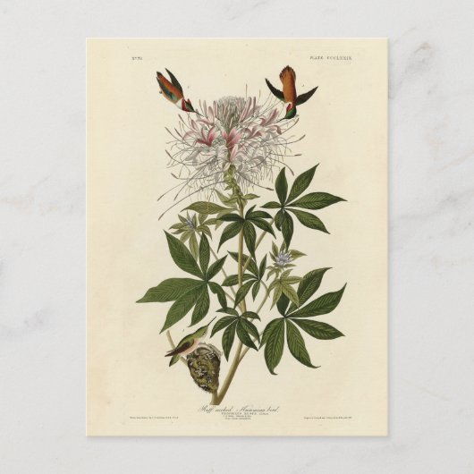 Heukhalsvogel, Audubon Birds of America Briefkaart (Voorkant)