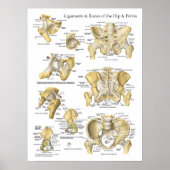 Heup en bekken Ligamenten Botten Anatomiegrafiek Poster (Voorkant)