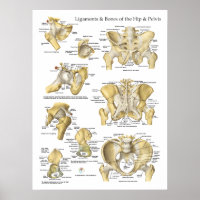 Heup en bekken Ligamenten Botten Anatomiegrafiek