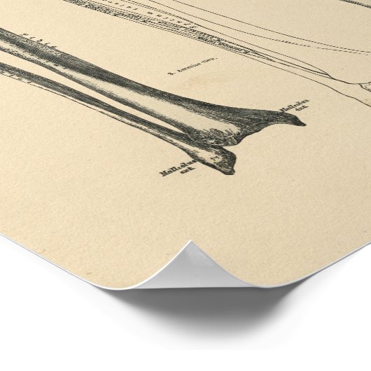  Heup Joint Anatomy 1880 Print (Hoek)