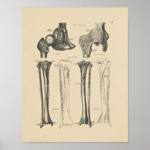  Heup Joint Anatomy 1880 Print