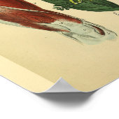 Heup Thigh Knee Muscles Anatomie Art Afdrukken Poster (Hoek)