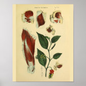 Heup Thigh Knee Muscles Anatomie Art Afdrukken Poster (Voorkant)