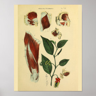 Heup Thigh Knee Muscles Anatomie Art Afdrukken Poster