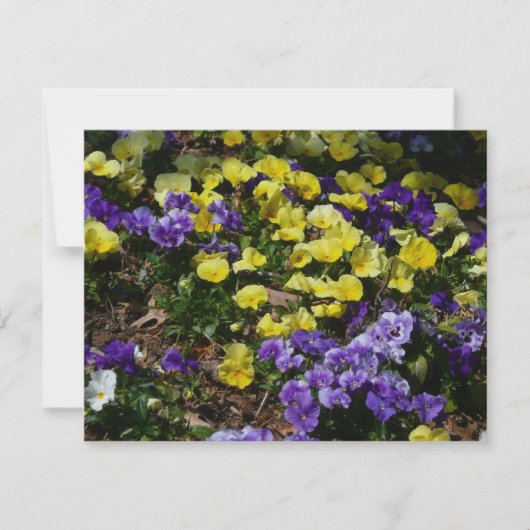 Heuvel met paarse en gele viooltjes (Voorkant)