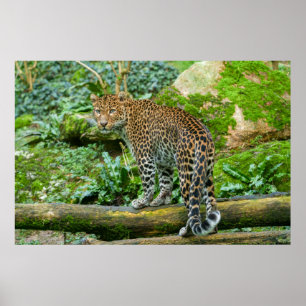 Hevige elegantie Jaguar's blik Poster