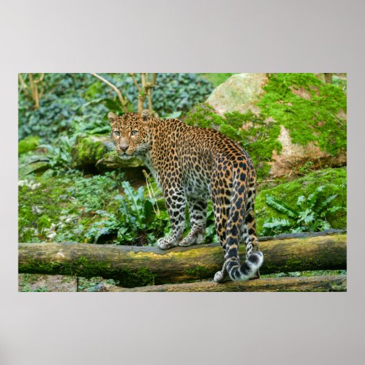 Hevige elegantie Jaguar's blik Poster (Voorkant)
