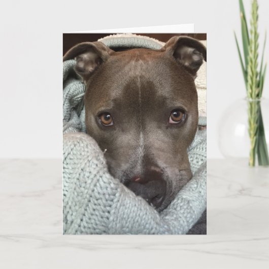 Hevige Pitbull-? Ik denk niet. Kaart (Voorkant)