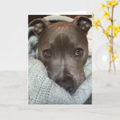 Hevige Pitbull-? Ik denk niet. Kaart (Gele Bloem)