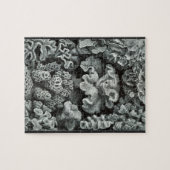 Hexacoralla 69 - Ernst Haeckel 8x10 Legpuzzel (Horizontaal)