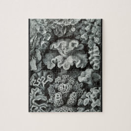 Hexacoralla 69 - Ernst Haeckel 8x10 Legpuzzel