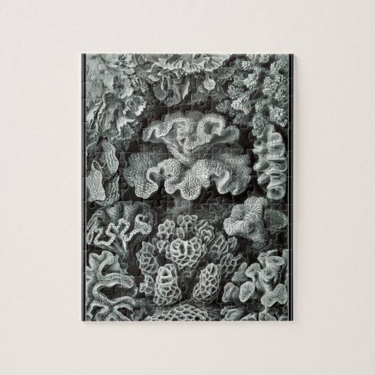 Hexacoralla 69 - Ernst Haeckel 8x10 Legpuzzel (Verticaal)