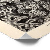  Hexacoralla Coral Ernst Haeckel Art Print (Hoek)